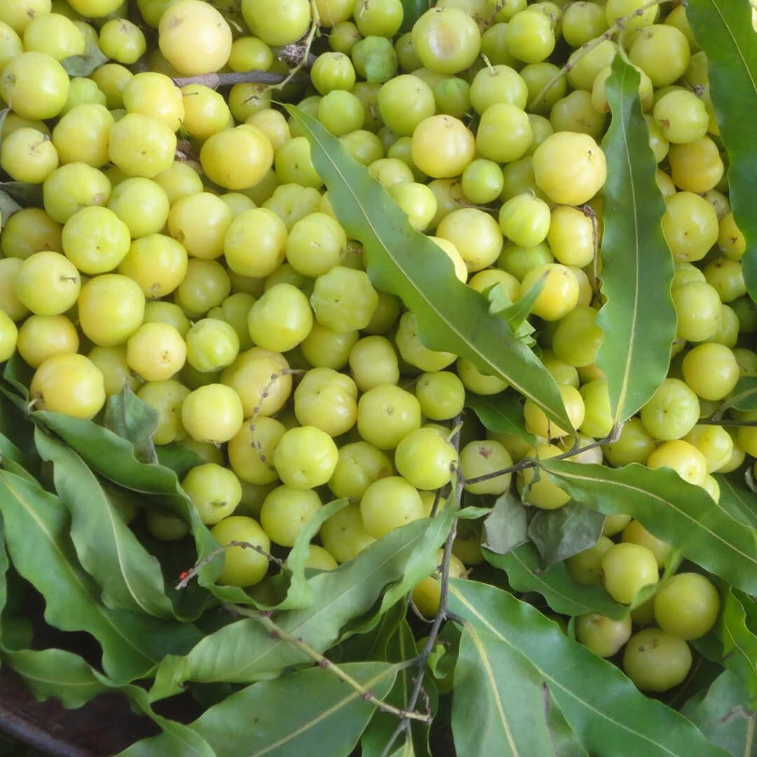 আমলকি চারা গাছ Amla (big size fruit) Indian 