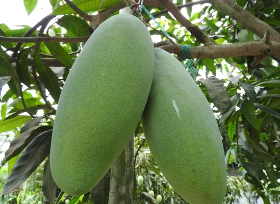 Brunei King Mango (ব্রুনাই কিং আম)